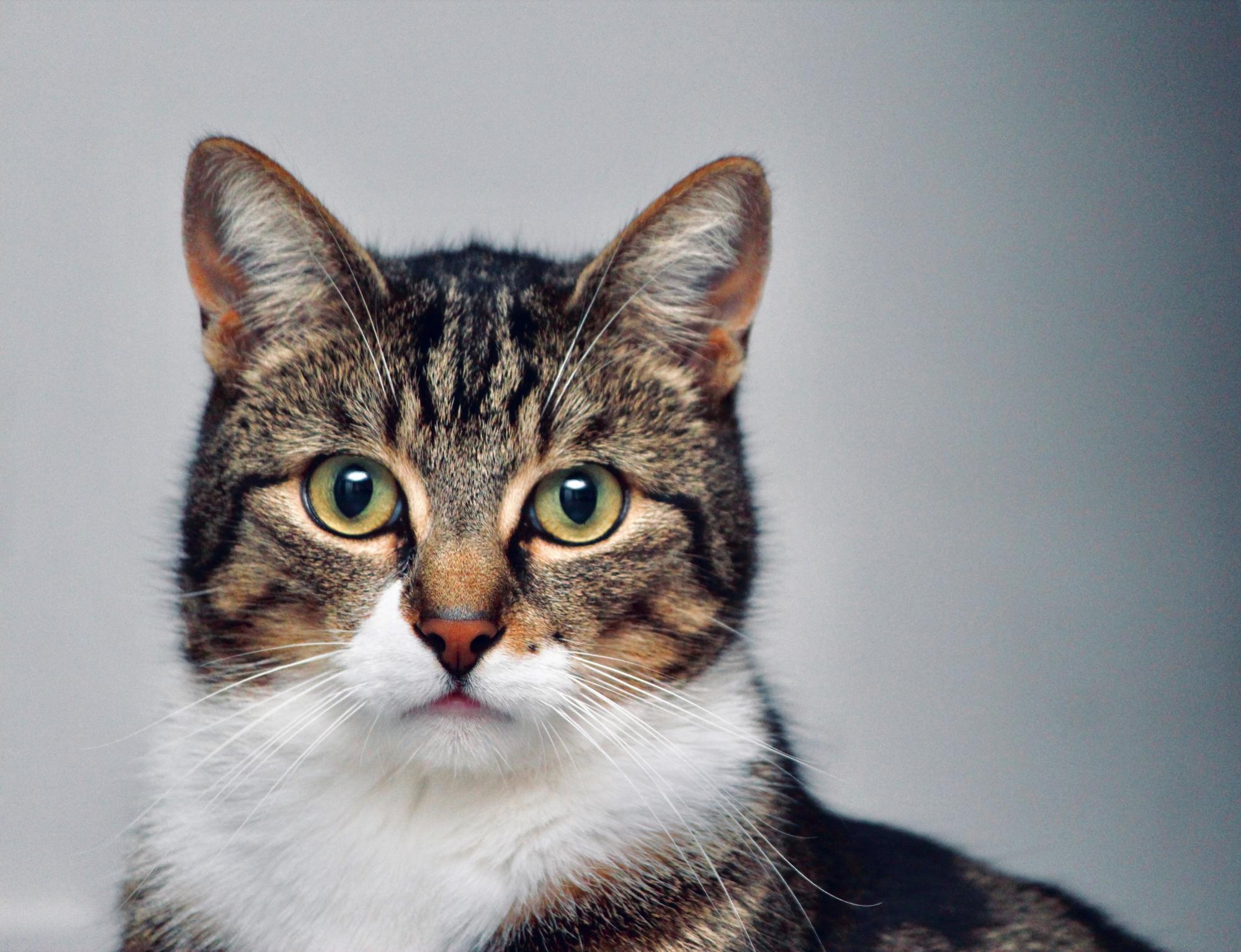 Más Inteligentes De Lo Que Parecen: Los Gatos Pueden Reconocer El ...